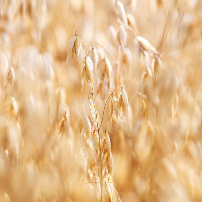Oat & Buckwheat Comforting Body Lotion